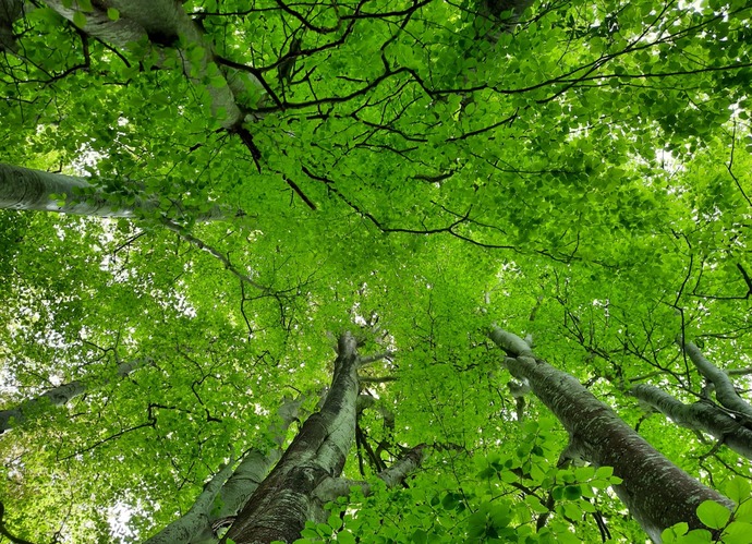 Beech trees from below